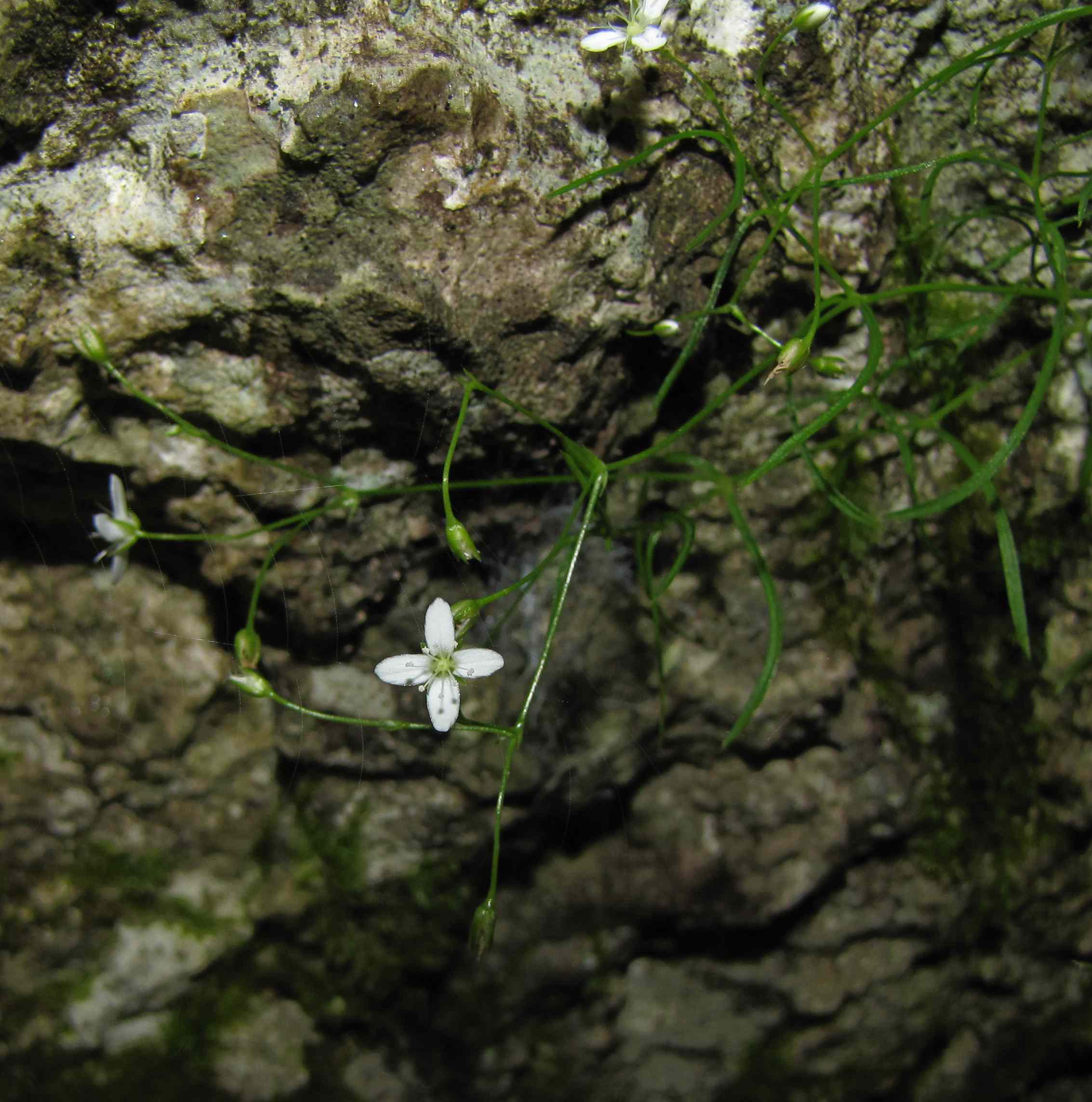 su pareti calcaree- Moehringia muscosa